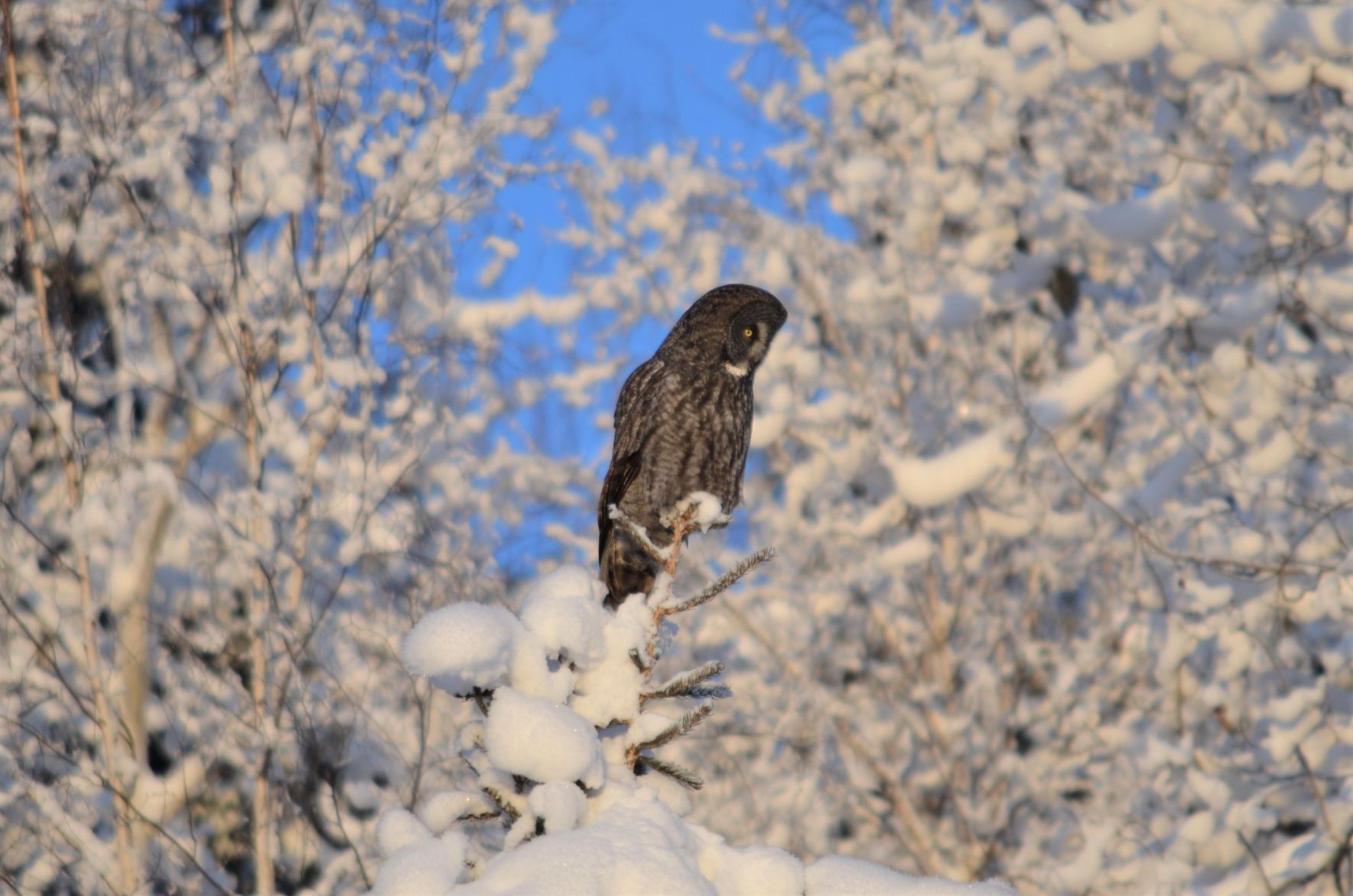 Great Gray Owl